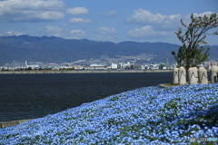 舞洲・ネモフィラ 舞洲・ネモフィラ