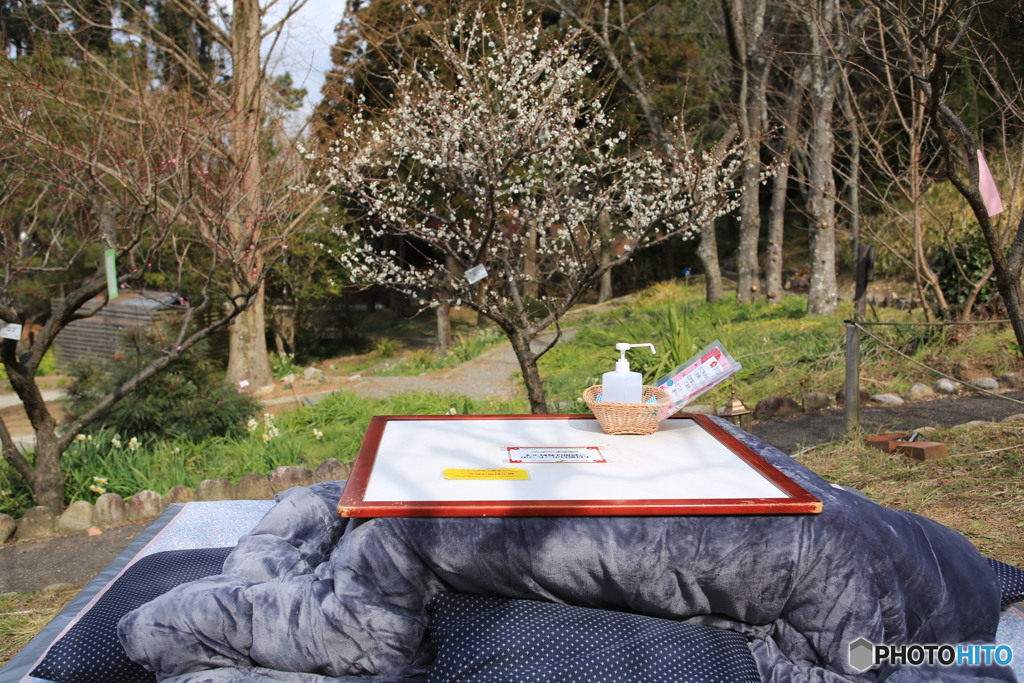 梅とコタツ