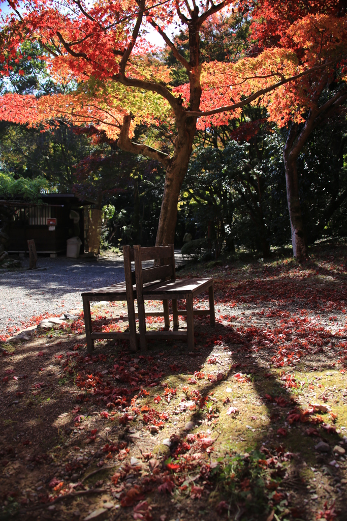 紅葉椅子