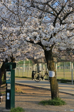 公園の桜