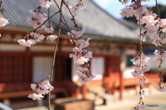 金剛寺　桜