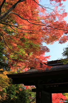 門の紅葉