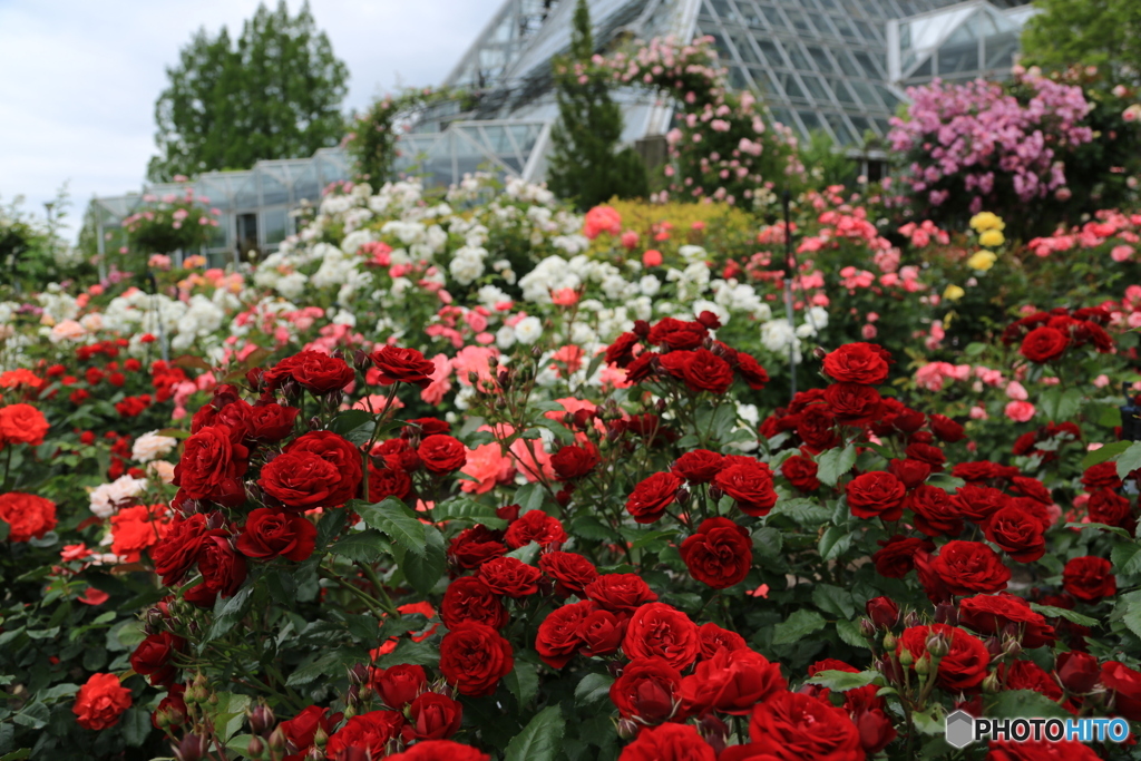 ザ・薔薇