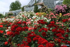 ザ・薔薇
