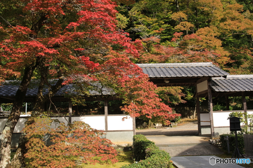 門前の紅葉