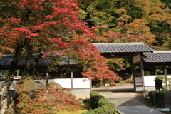 門前の紅葉