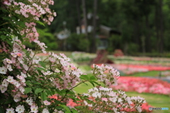 花の景色
