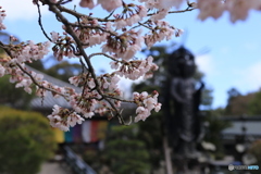 さくら