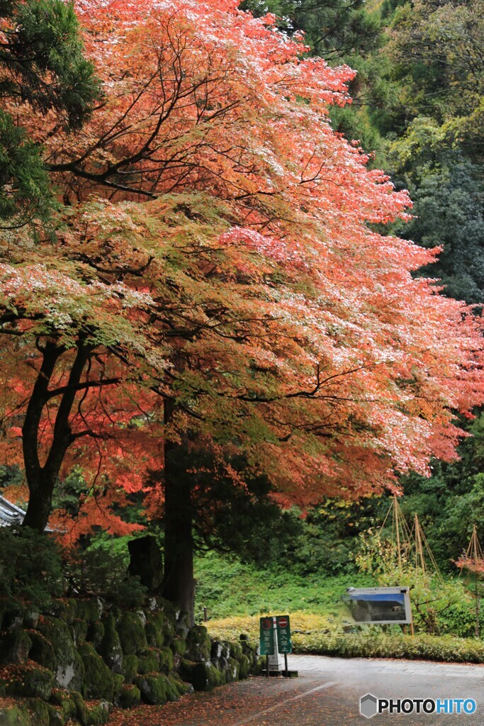 永平寺の紅葉