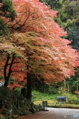 永平寺の紅葉