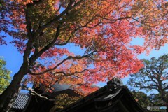 満願寺 紅葉2
