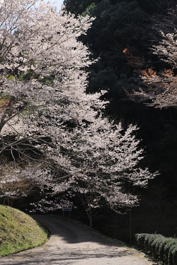 山桜