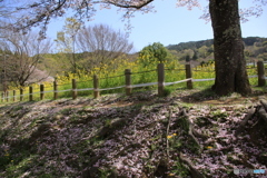 さくら散る さくら散る