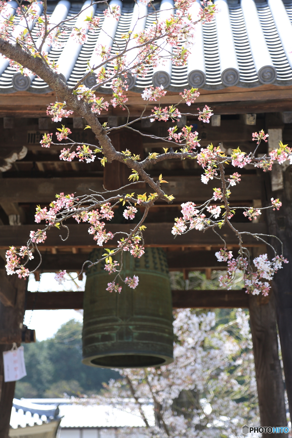 お寺の鐘さくら