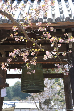 お寺の鐘さくら
