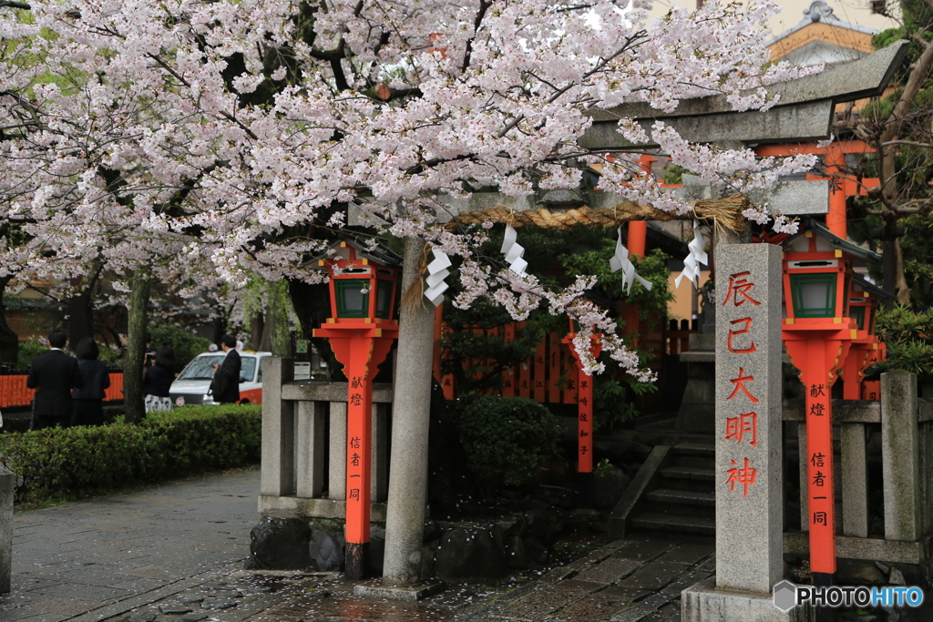 お馴染みの京都・さくら