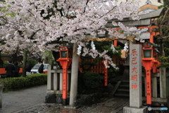 お馴染みの京都・さくら