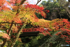 紅葉1