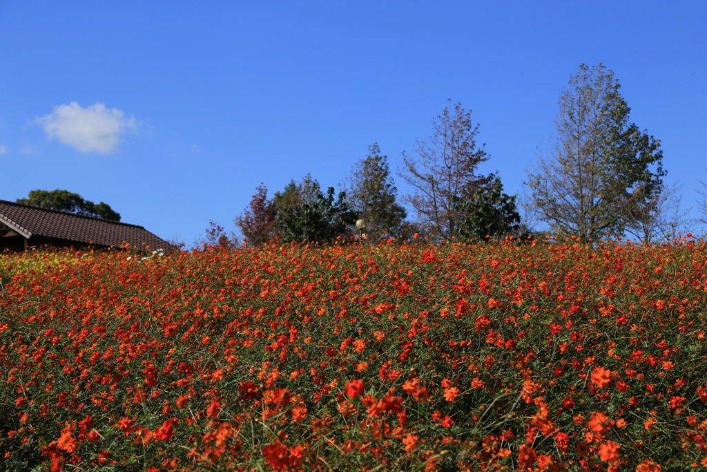 オレンジの花畑