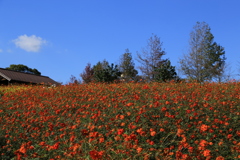 オレンジの花畑