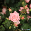 ピンクの薔薇