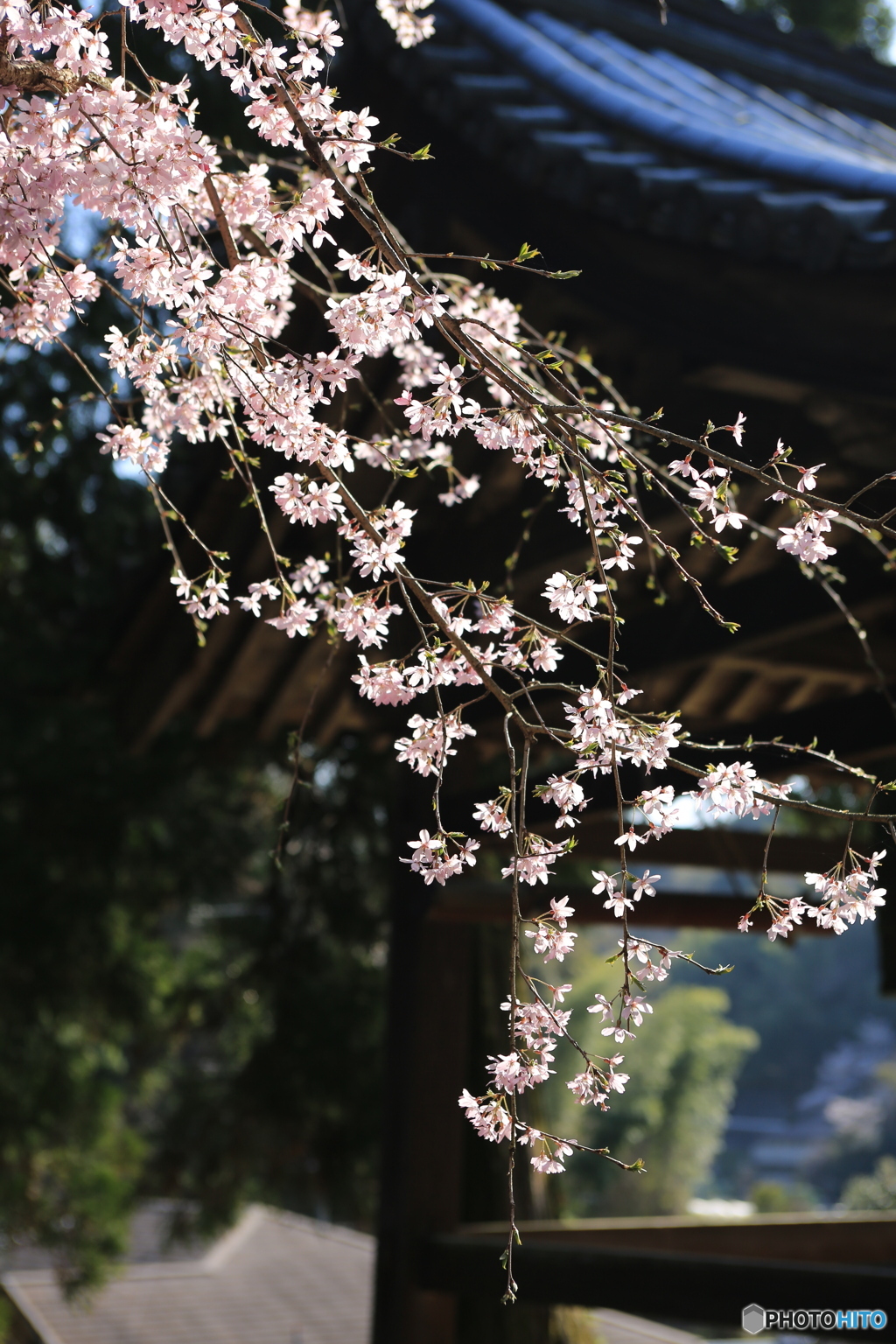 光が綺麗なさくら