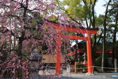 城南宮・梅（京都）