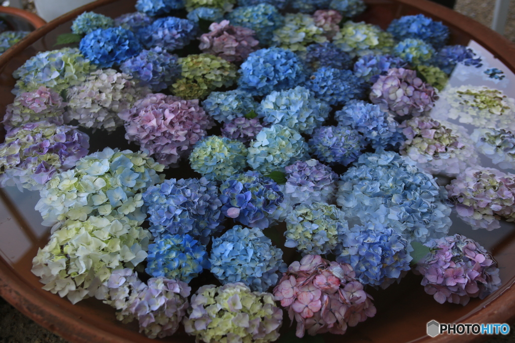 紫陽花が瓶の中