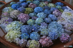 紫陽花が瓶の中