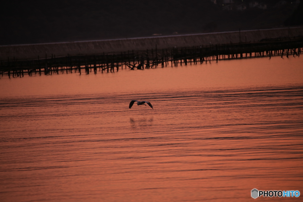 夕日と海鳥