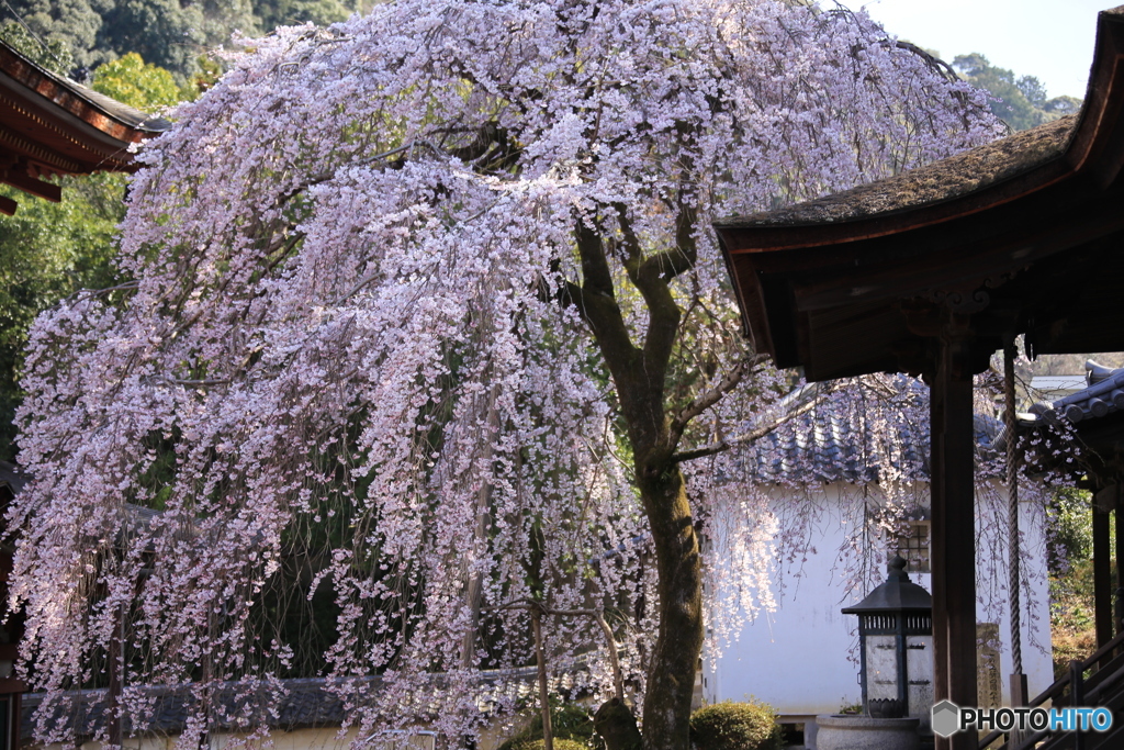 金剛寺・枝垂れ桜