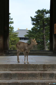 門の前で何を待つ鹿