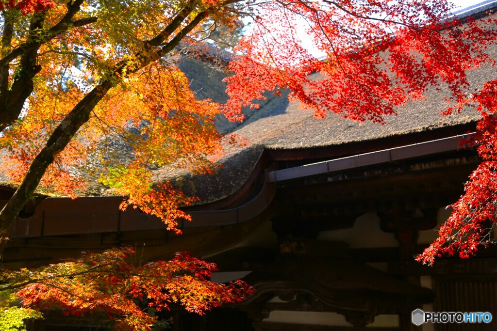 滋賀　石山寺紅葉
