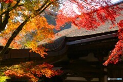 滋賀　石山寺紅葉