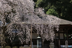 さくらの雨 さくらの雨