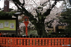 京都・さくら