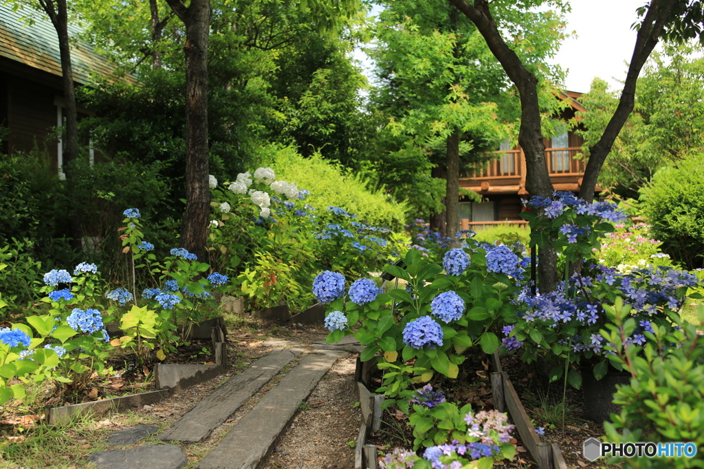 紫陽花の庭