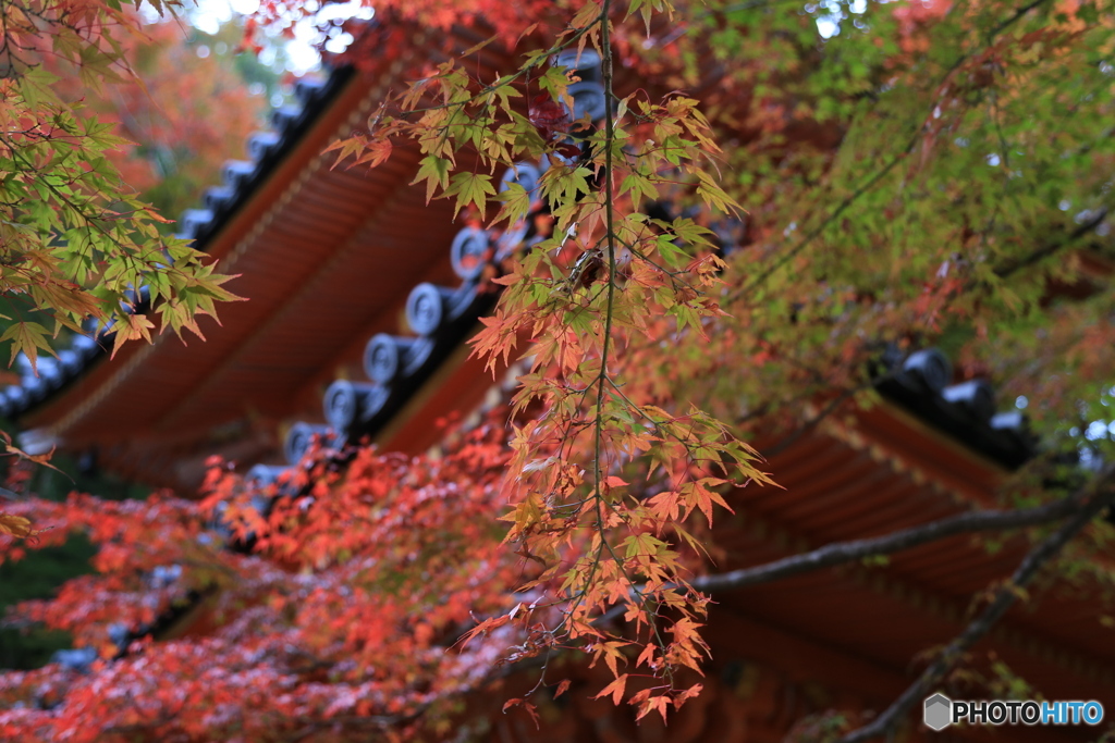 牛滝山　紅葉4