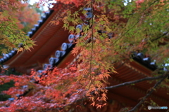 牛滝山　紅葉4