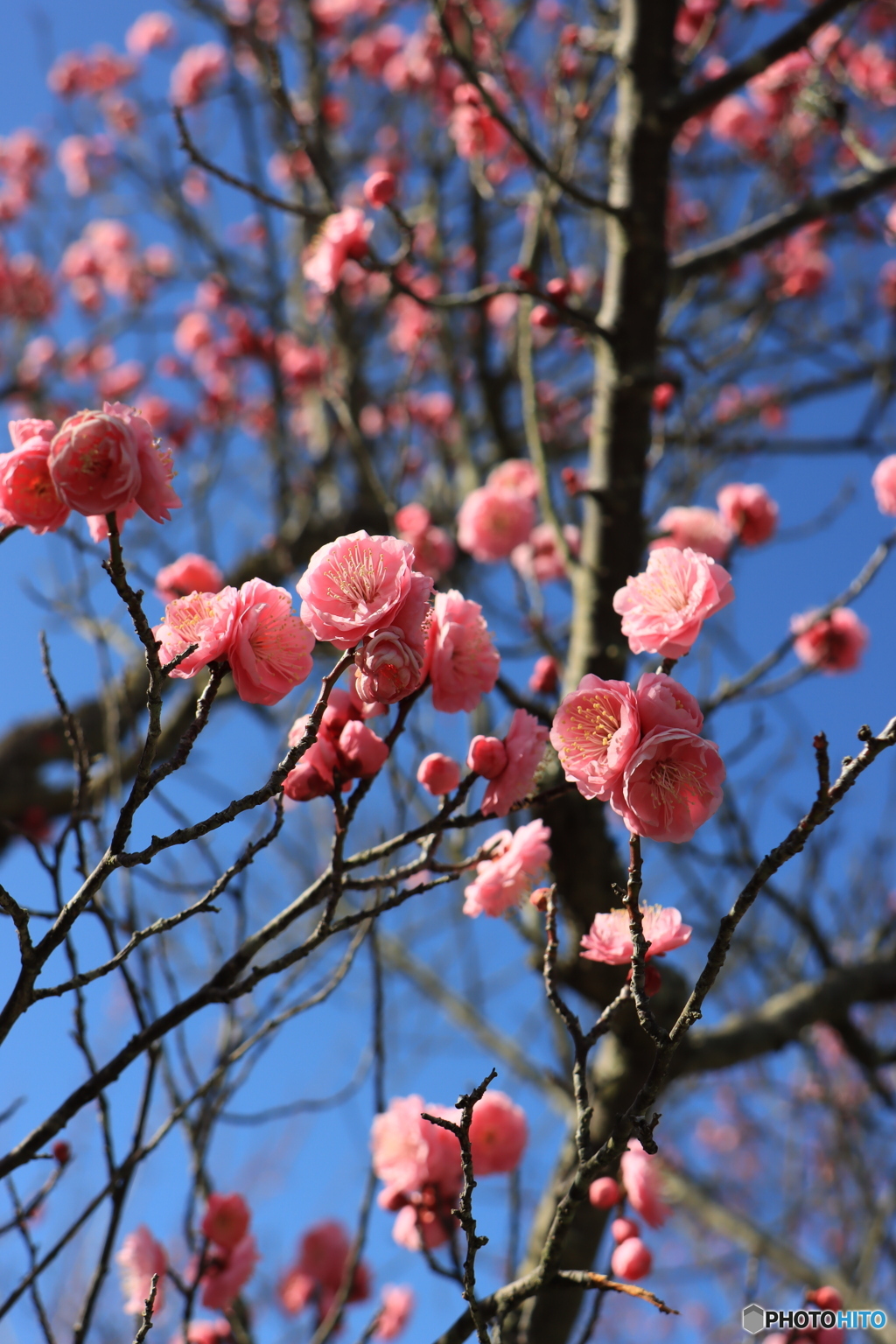 春の初めは梅