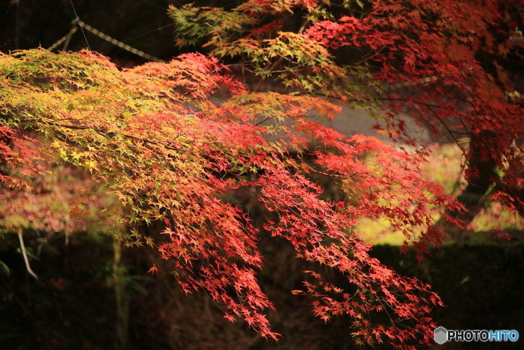 紅葉2