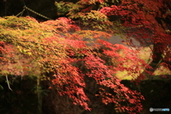 紅葉2