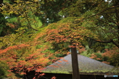 もみじ　1