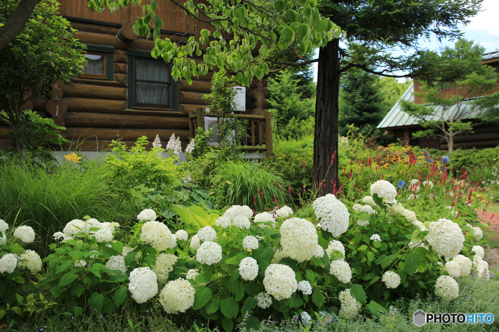 イングリッシュガーデンのロッジの紫陽花