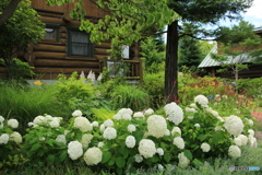 イングリッシュガーデンのロッジの紫陽花