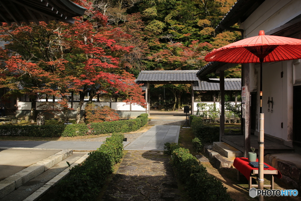 和傘と紅葉