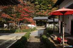 和傘と紅葉