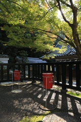 喫煙所の紅葉はまだ