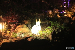 イルミネーション 2