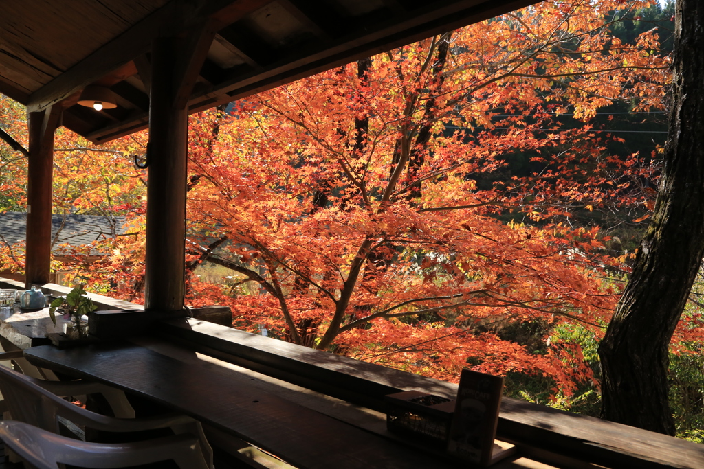 テラスは紅葉